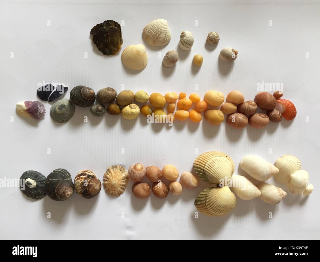 Shells of various colours arranged on paper Stock Photo - Alamy