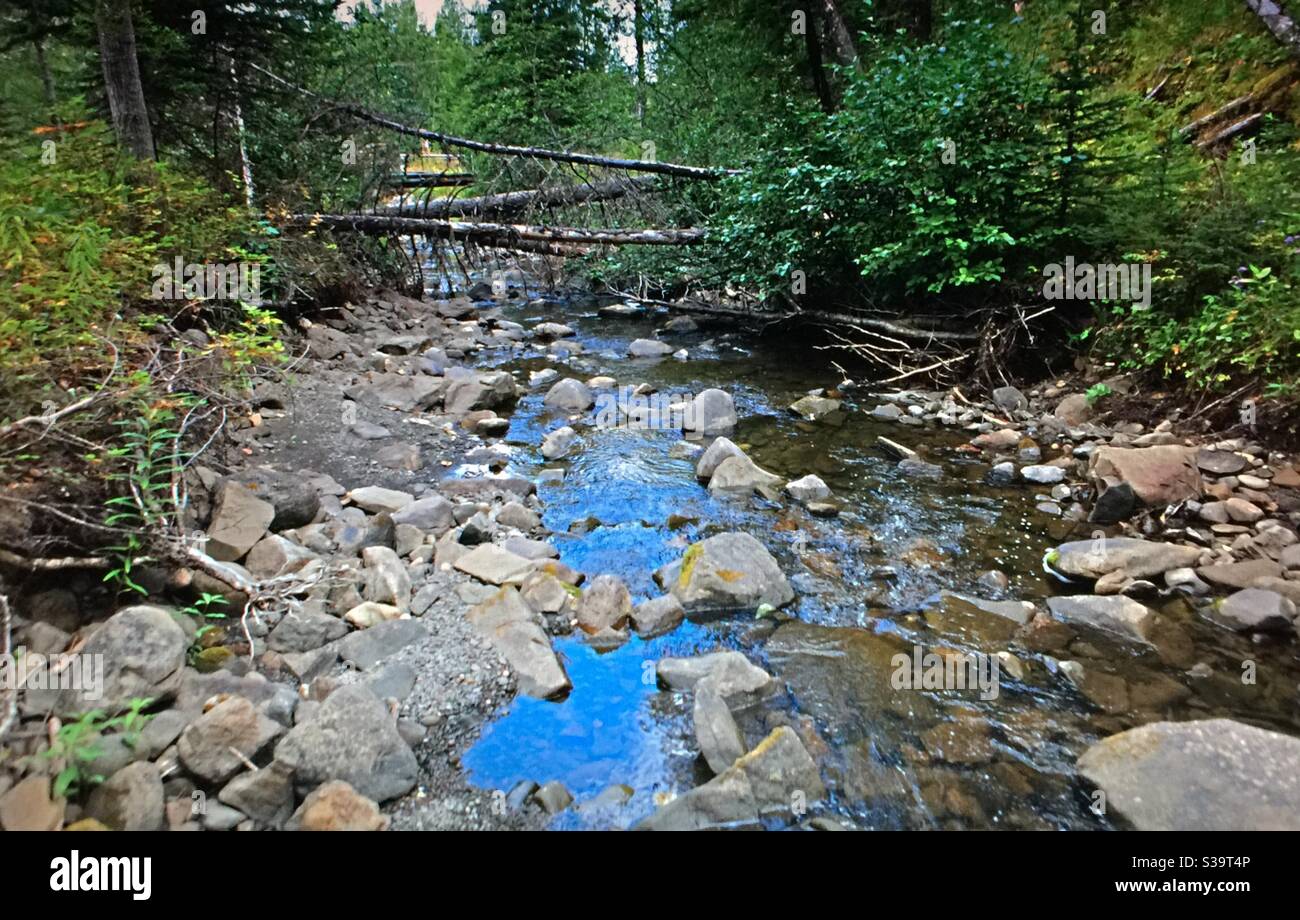 Travelling Alberta, Bragg Creek, Alberta, creek, stream, river, wilderness, blue, water, Rocky, creek bed, dead fall Stock Photo