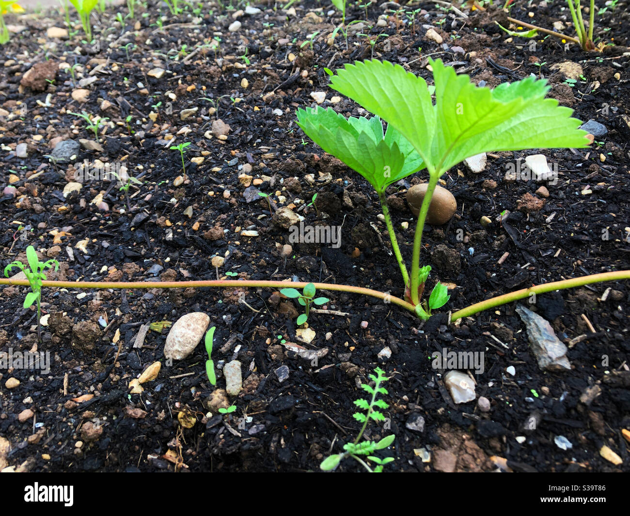 Asexual reproduction hires stock photography and images Alamy