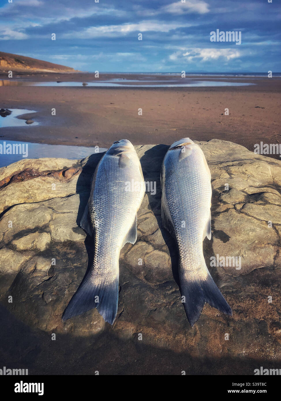Two fresh bass (Dicentrarchus labrax) lying on a rock after being caught from a Welsh surf beach. - Smartphone Captured Stock Image