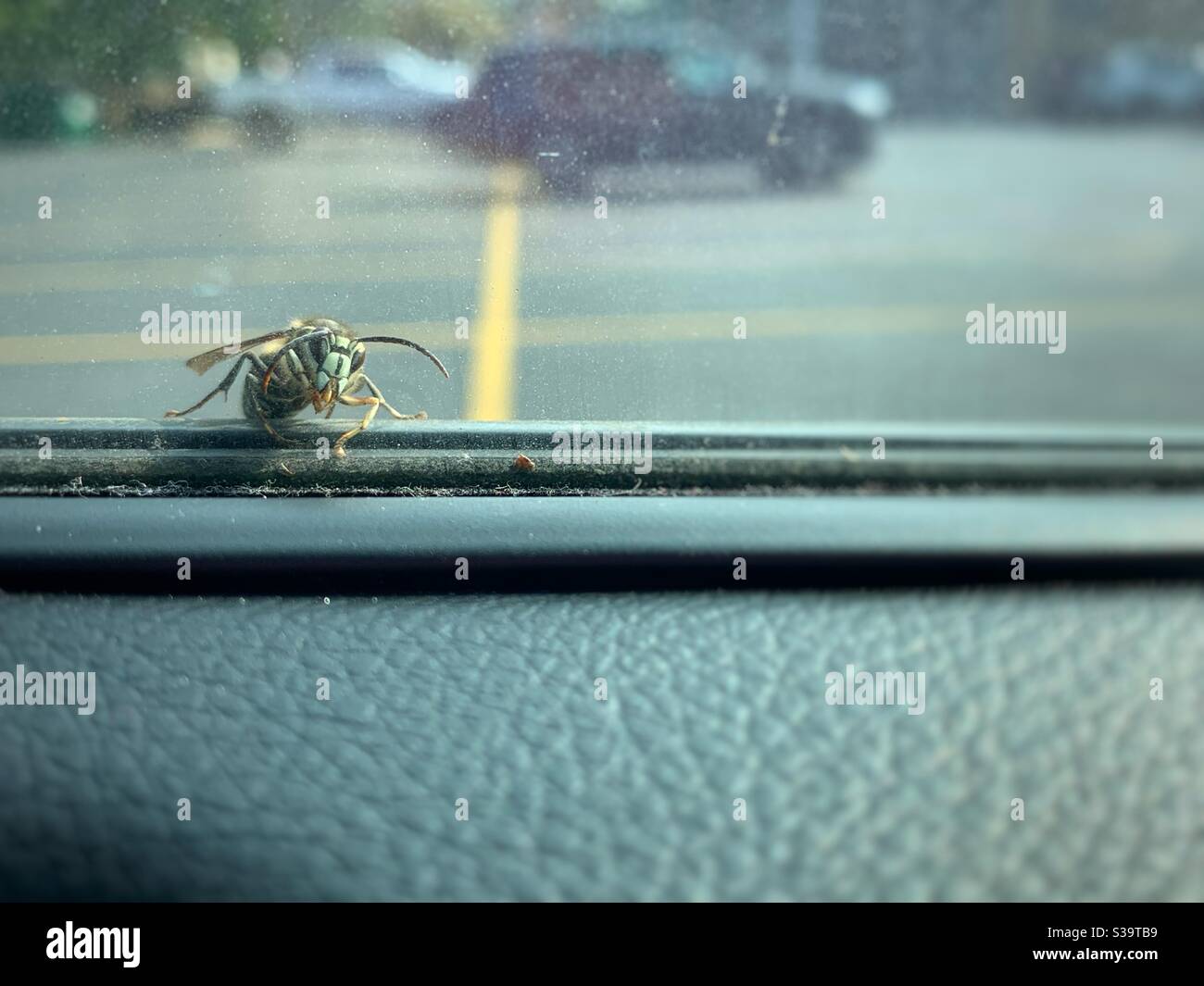 Wasp looking inside the car window. Stock Photo