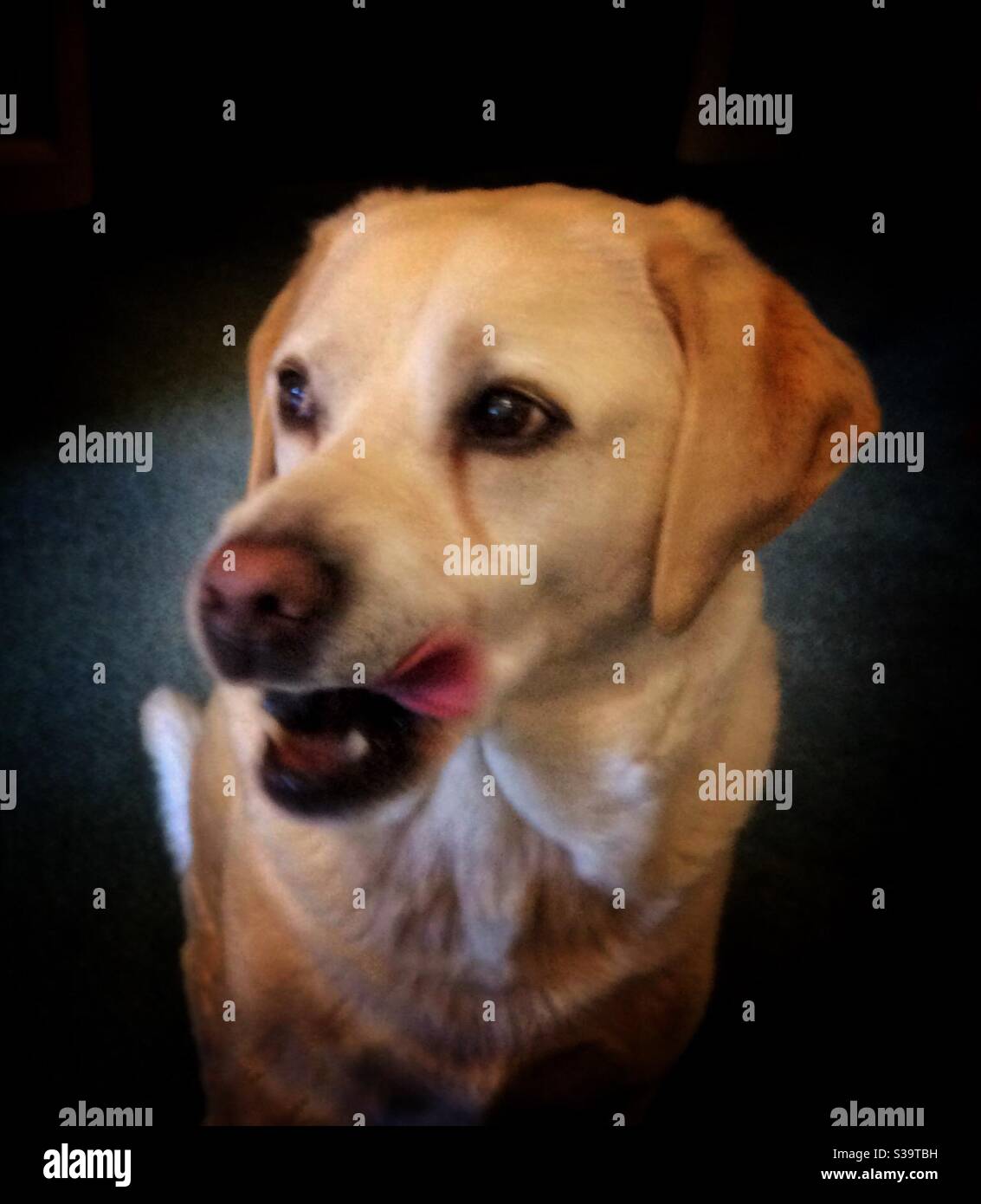 Yellow Labrador licking his lips - Smartphone Captured Stock Image