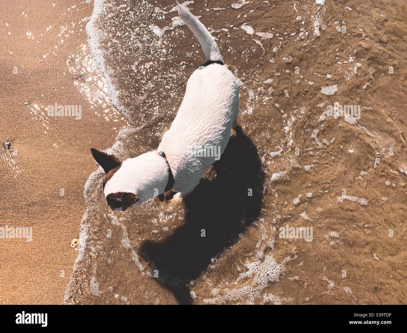High angle view of a Jack Russell Terrier dog on a sandy beach looking at something in the water. - Smartphone Captured Stock Image