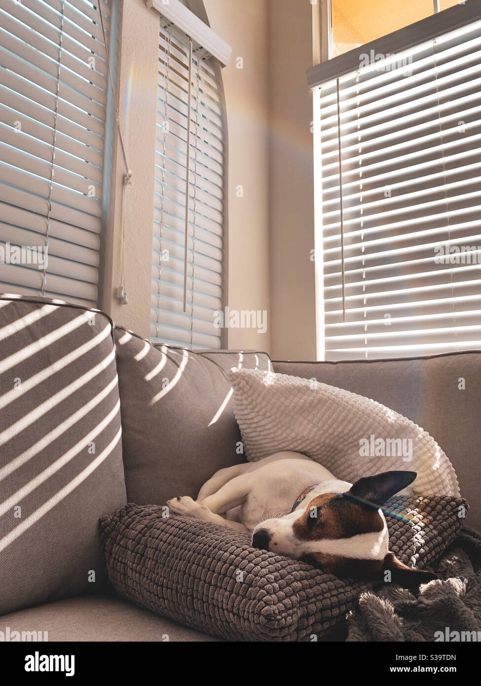 Sleepy Jack Russell Terrier dog napping on top of a pile of pillows on a sofa with sunlight streaming through window blinds. Stock Photo