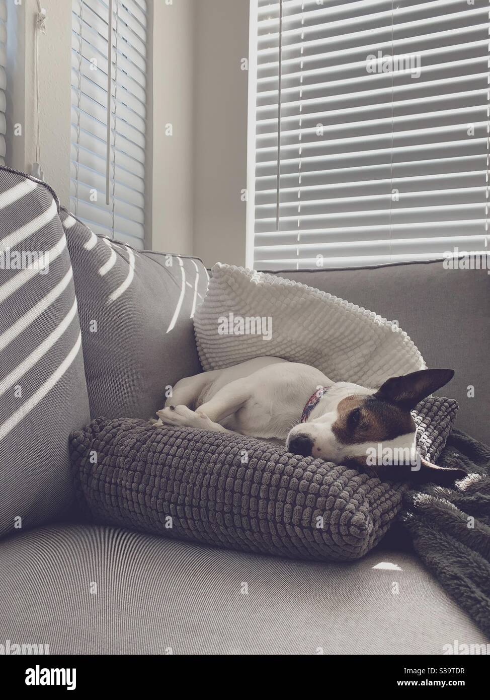 Dog sleeping on sofa on top of pillows. - Smartphone Captured Stock Image