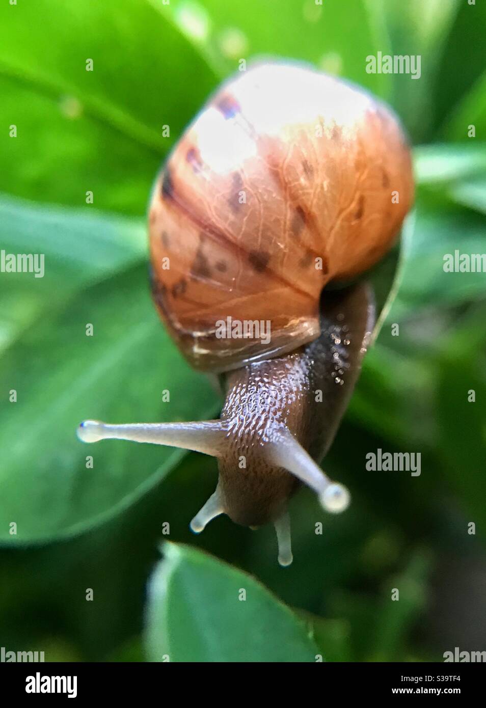 snail on a leaf. Stock Photo