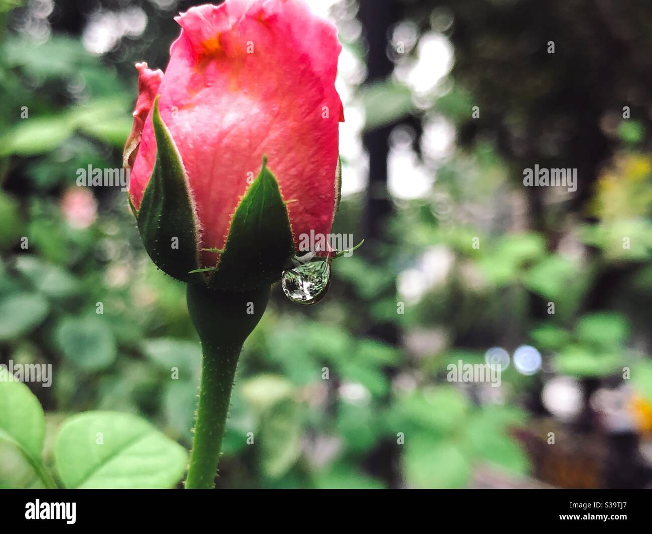 Rose and raindrop Stock Photo