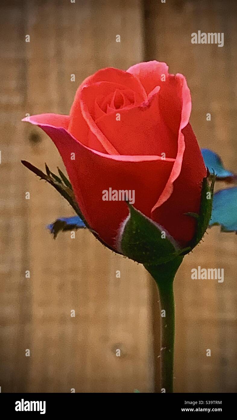 Just a bud hires stock photography and images Alamy