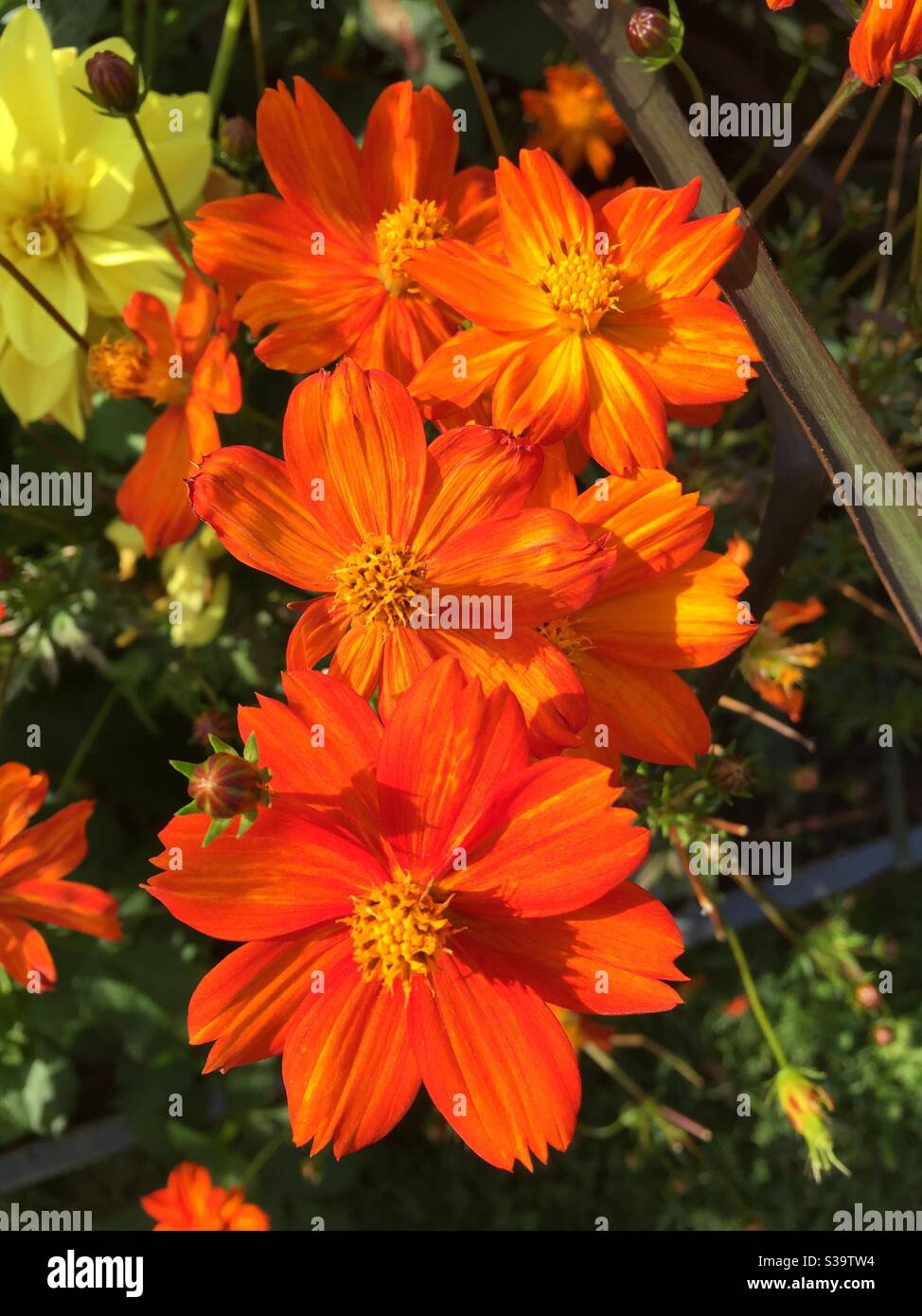 Cosmos sulphureus ‚Tango orange-red‘.   Bloons with green background Stock Photo