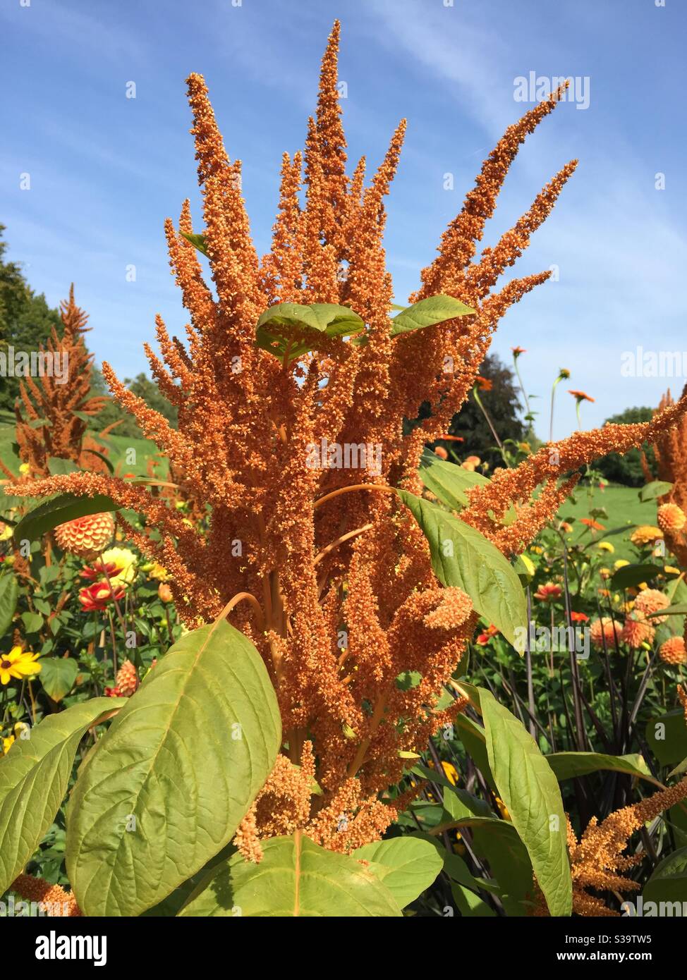 Amaranthus cruentus ‚Hot biscuits‘. Pigweed, tumbleweed Stock Photo