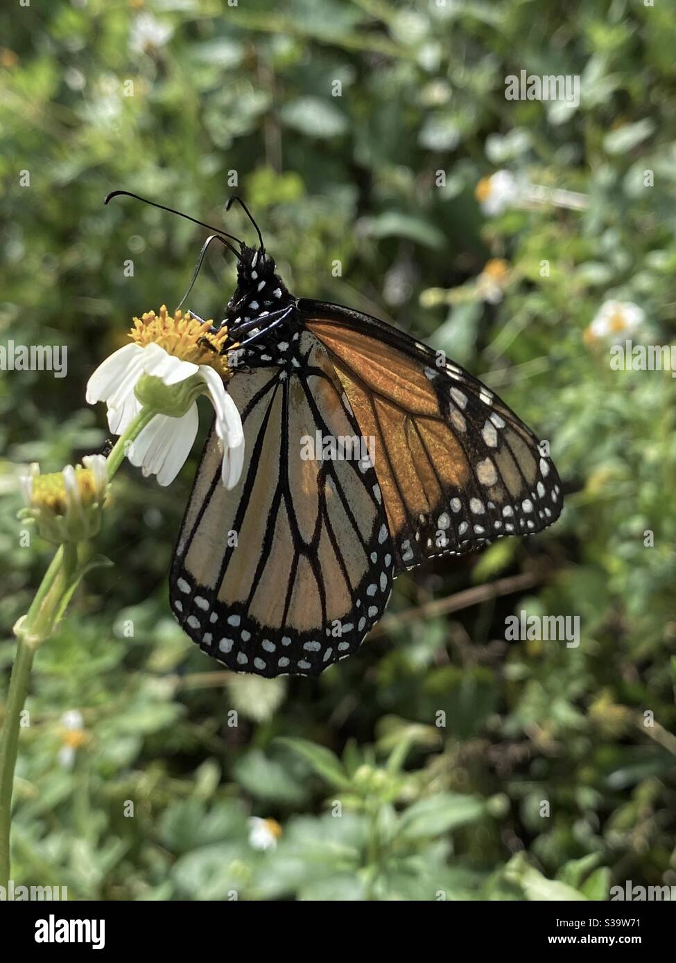 Monarch butterfly on daisy flower in the forest Stock Photo