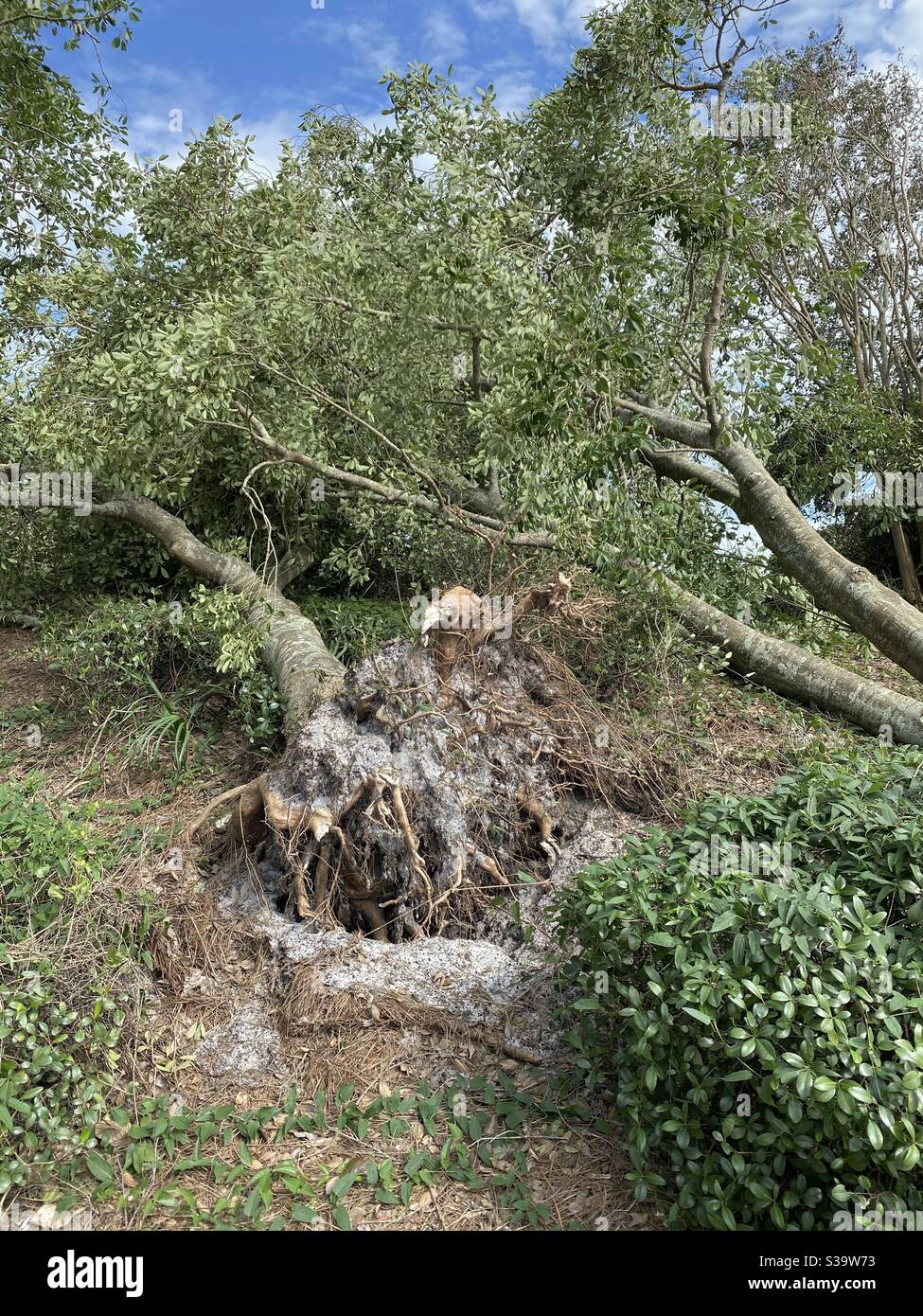 Large holly trees uprooted from winds of hurricane Sally Florida Stock Photo