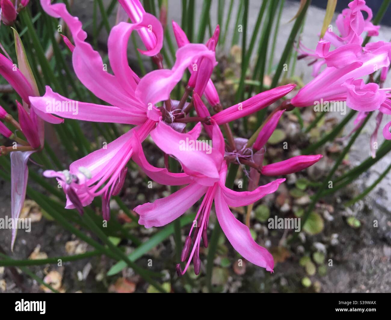 Nerine bowdenii pink flowering bulbs Stock Photo