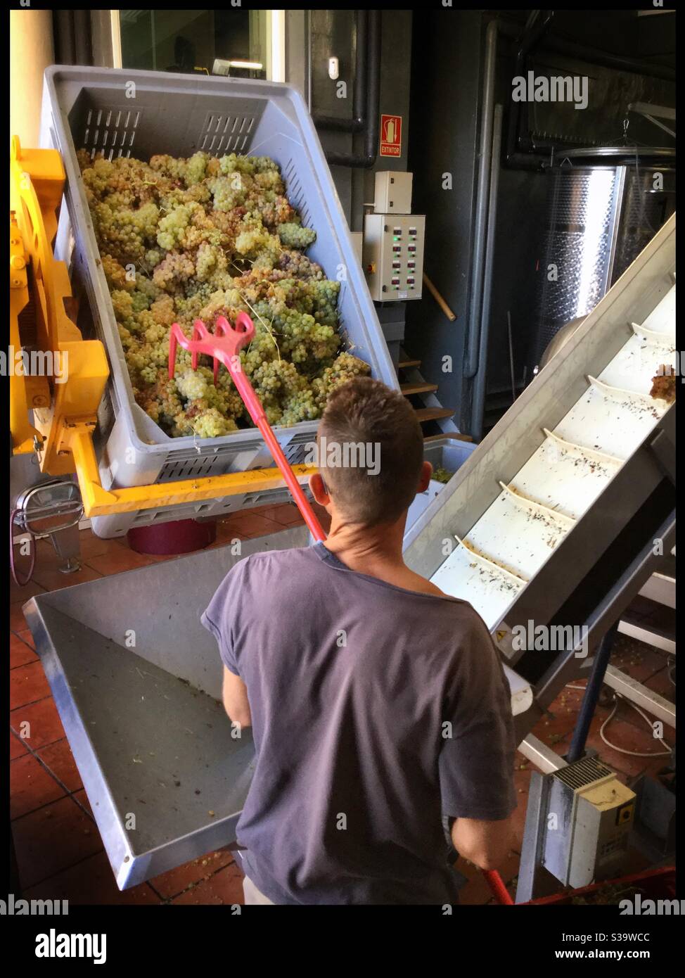 Loading white grapes into a hopper at a winery in DO Terra Alta, Catalonia, Spain. - Smartphone Captured Stock Image
