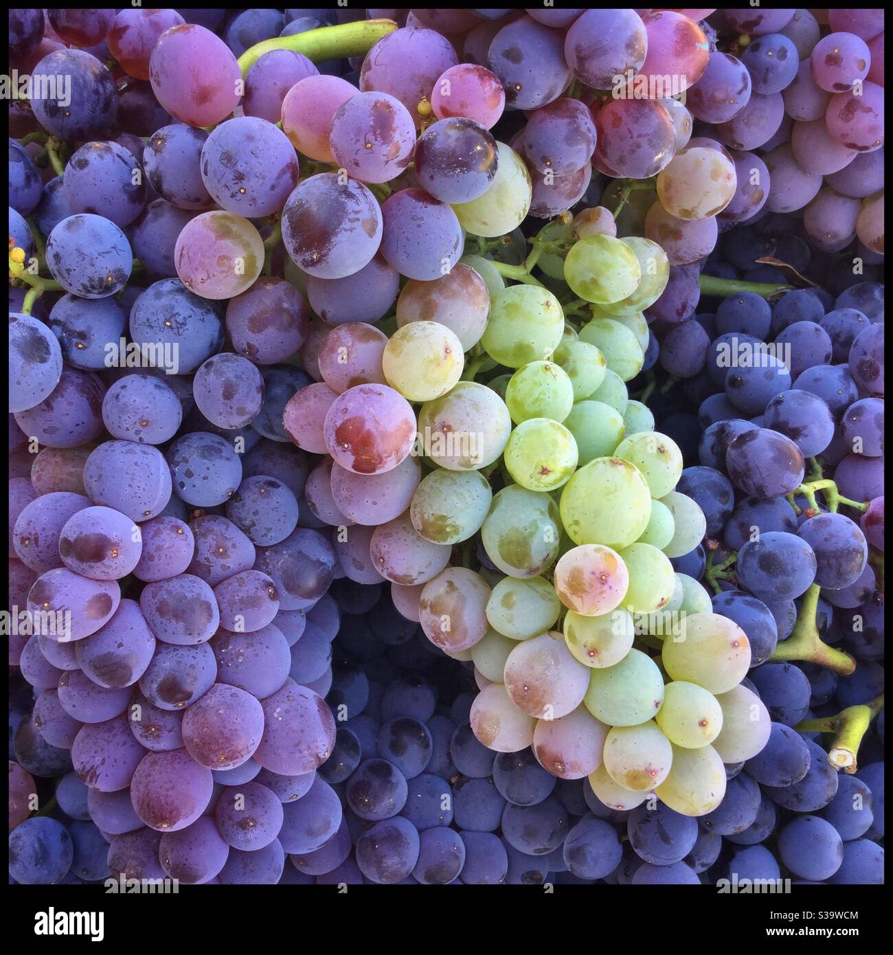 Garnacha grapes hires stock photography and images Alamy