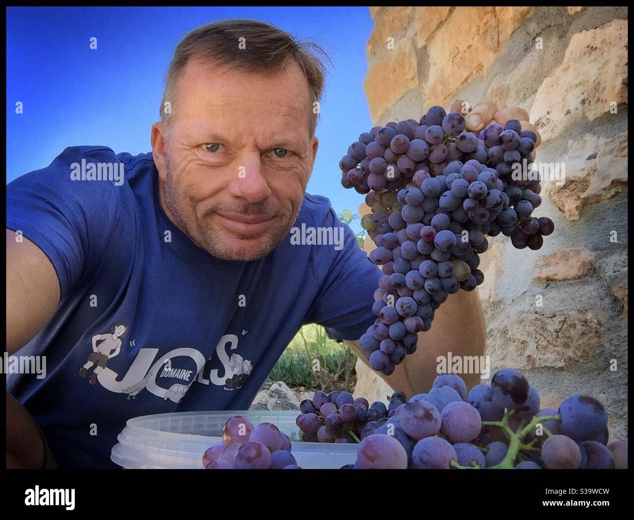Grenache red grapes hires stock photography and images Alamy