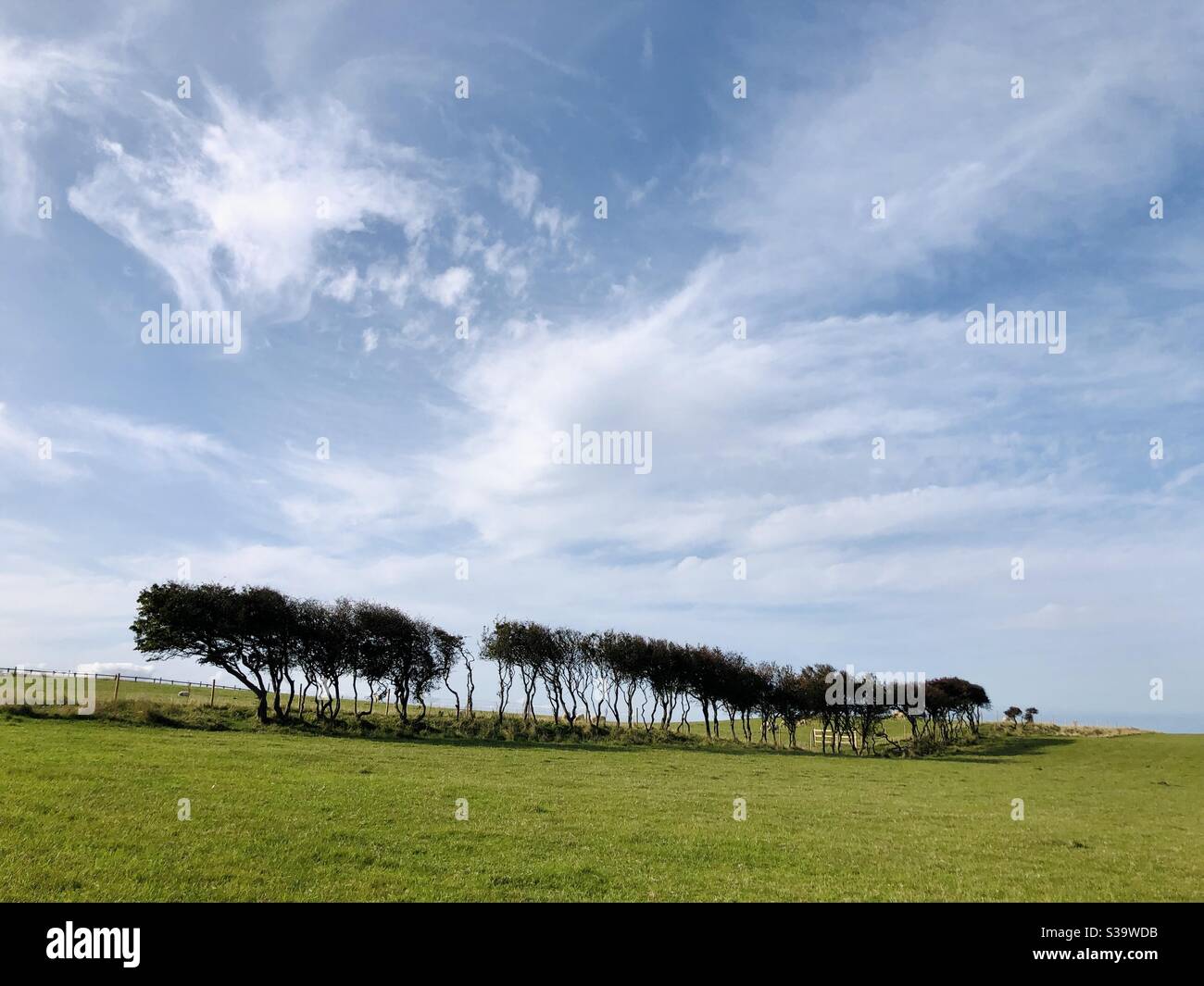 Line of spindly windswept trees alongside a grassy field Stock Photo