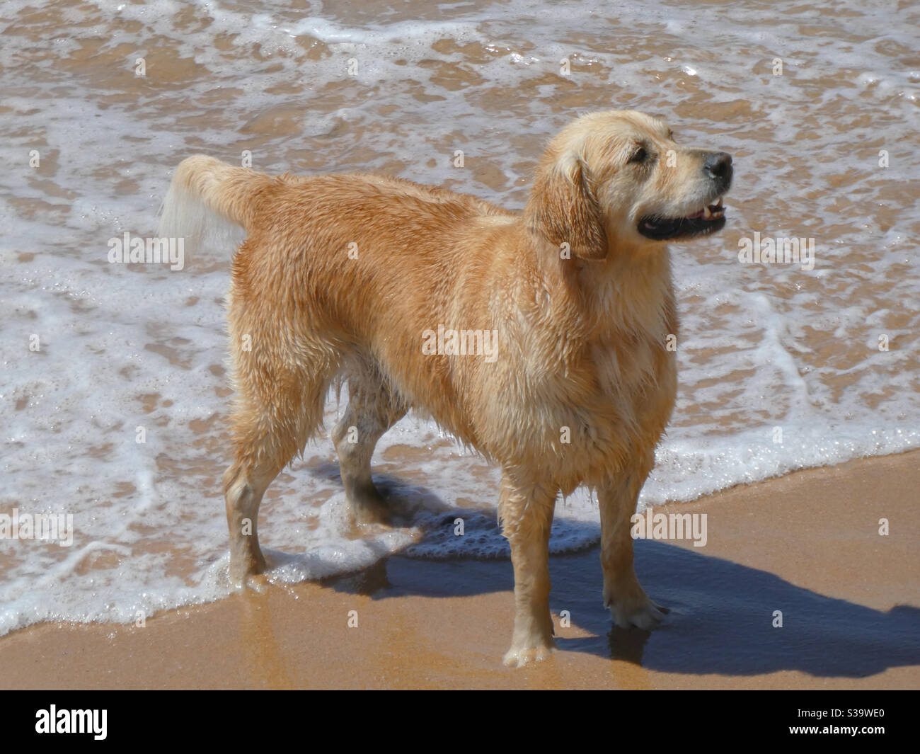 Golden retriever dog Labrador at the beach standing on the shoreline