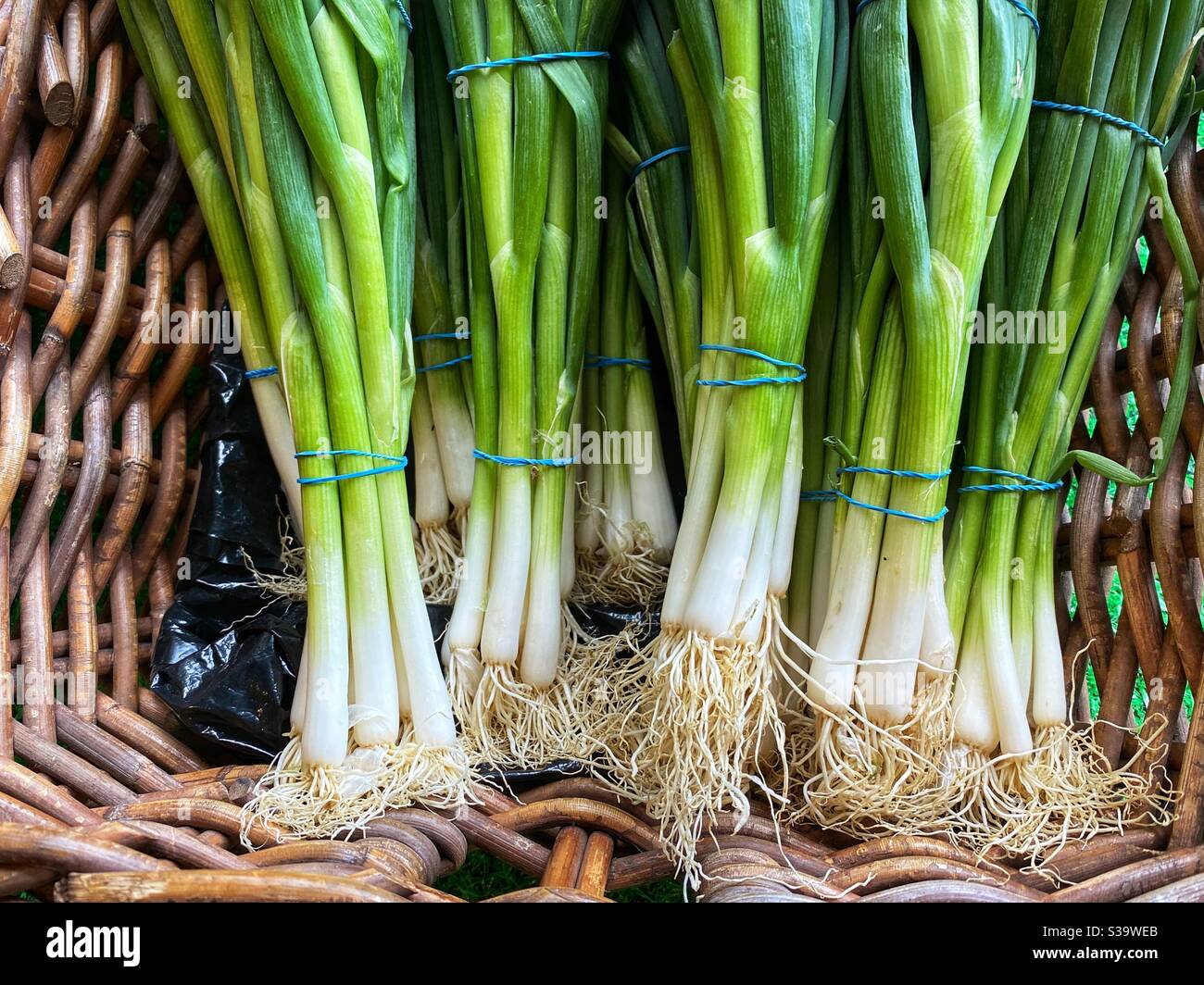 Fresh spring onions in a wicker basket at a farmer’s market - Smartphone Captured Stock Image