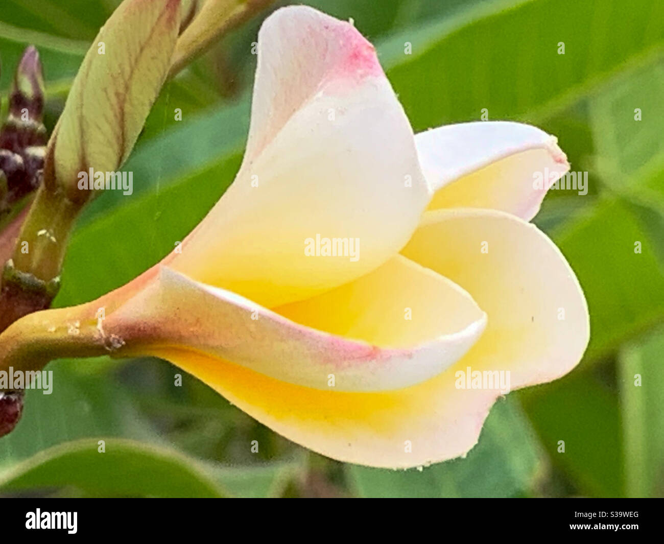 Creamy frangipani flower from the side Stock Photo Alamy