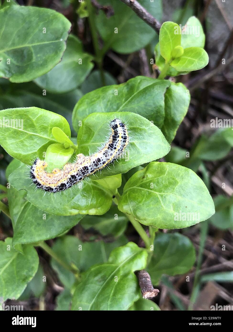 Caterpillar of cabbage white butterfly Stock Photo