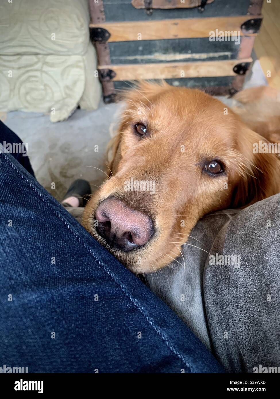 A golden retriever dog looks up at her owner with soulful eyes. Stock Photo