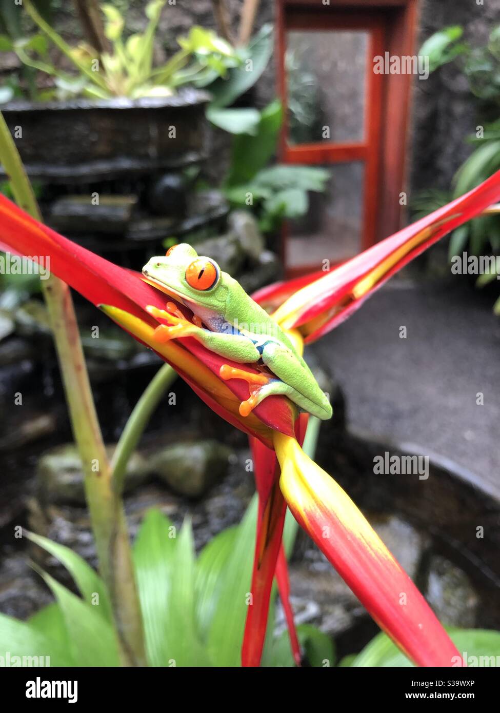 Frog Costa Rica Stock Photo