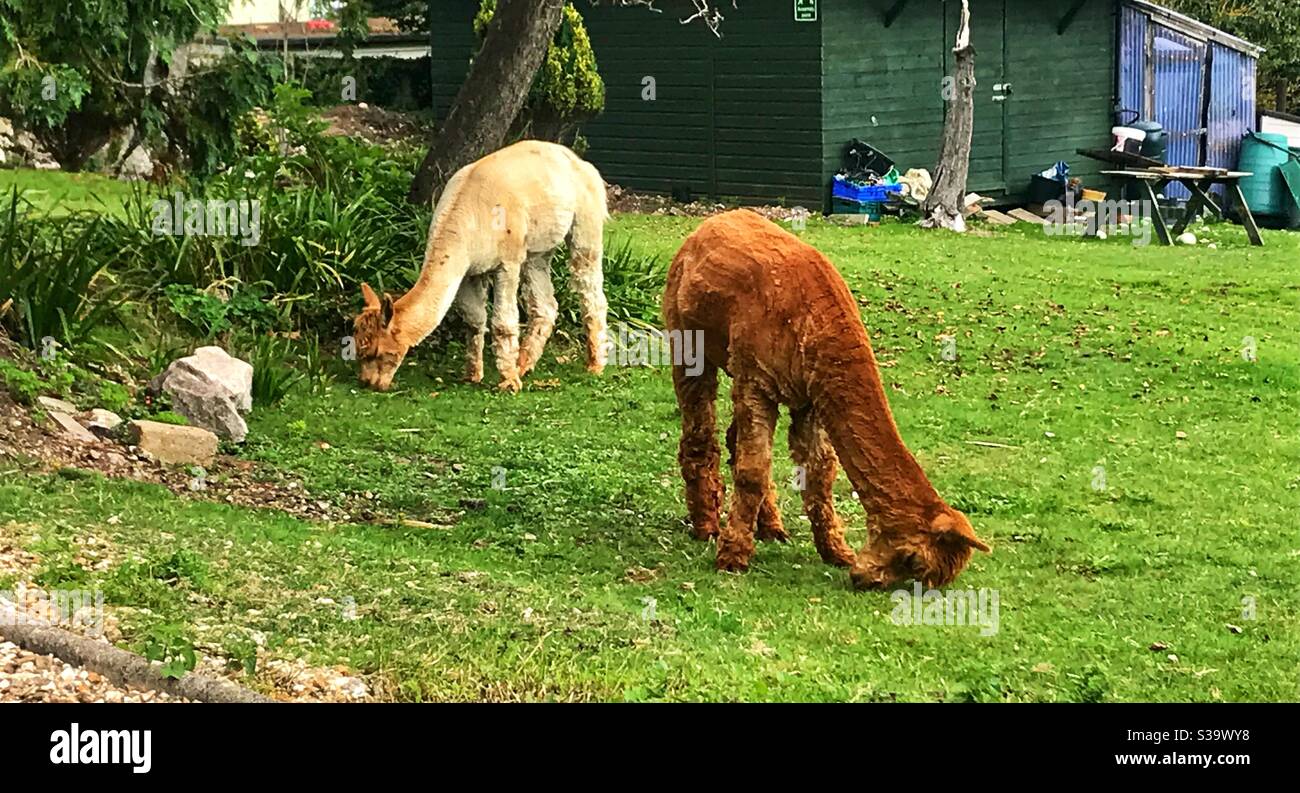 Alpacas at kings arms. Seaton - Smartphone Captured Stock Image