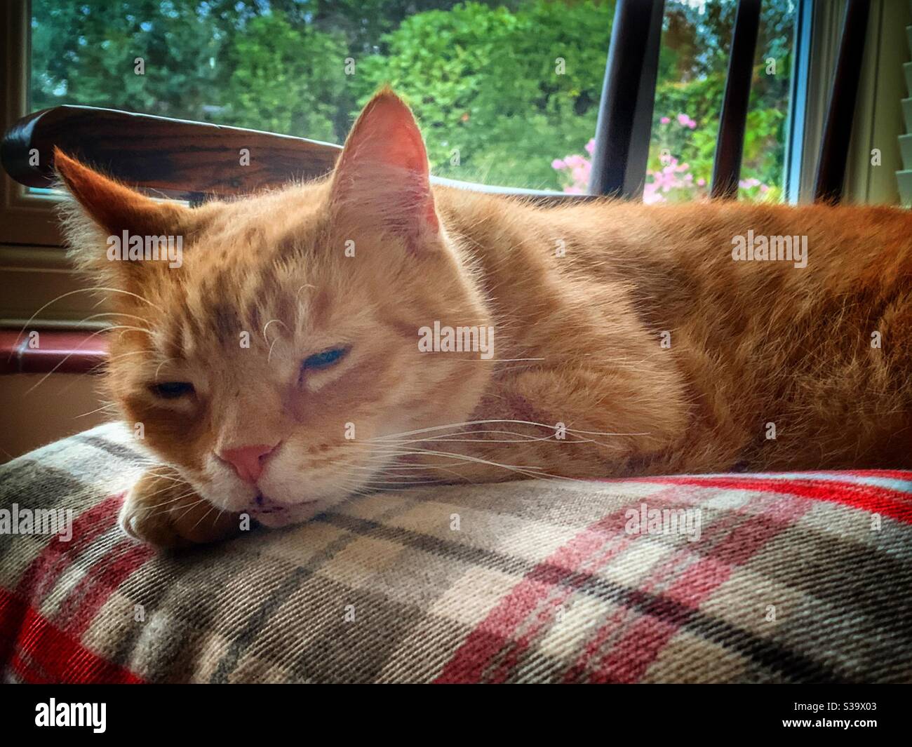 Cute domestic ginger tabby cat resting on tartan cushion Stock Photo