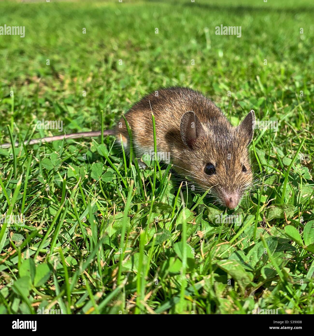 Field mouse on grass lawn Stock Photo