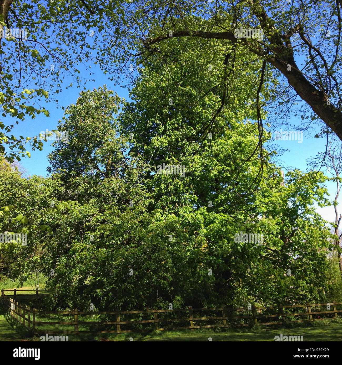 Trees in Ashcombe Park in Weston-super-Mare, UK Stock Photo