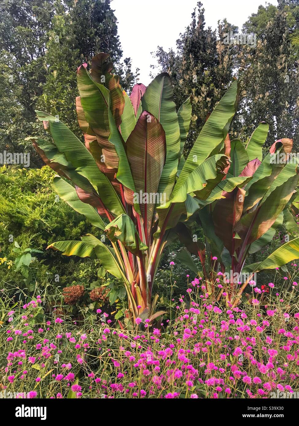 Banana plant - Smartphone Captured Stock Image