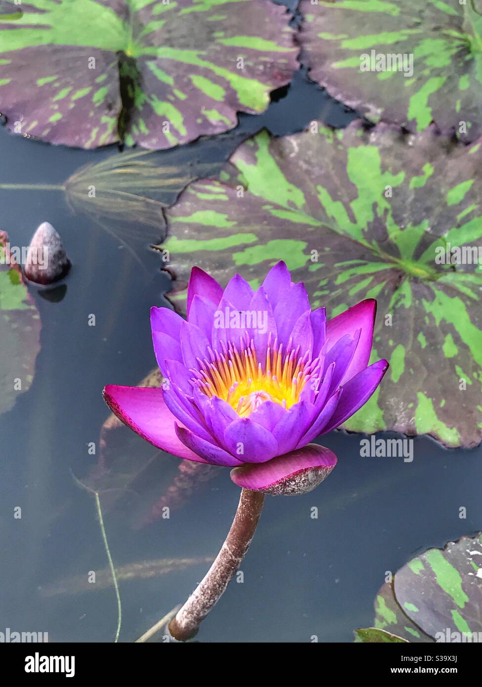 Beautiful purple lily flower in a koi pond Stock Photo