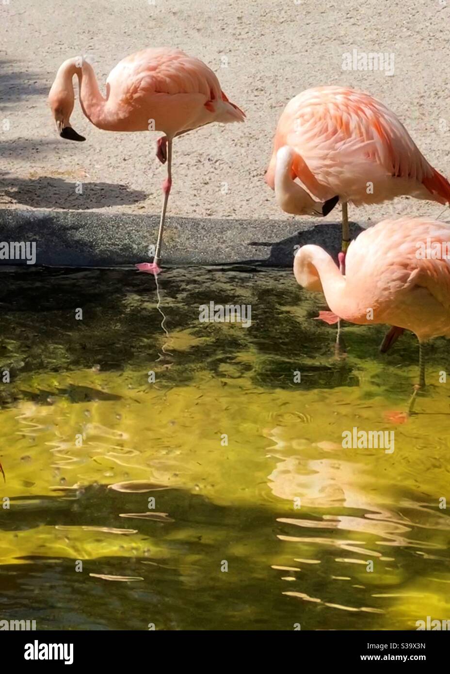Three Tropical pink flamingos wading in the water with reflection at