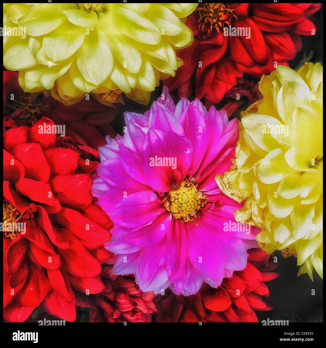 Colourful dahlia flowers. - Smartphone Captured Stock Image