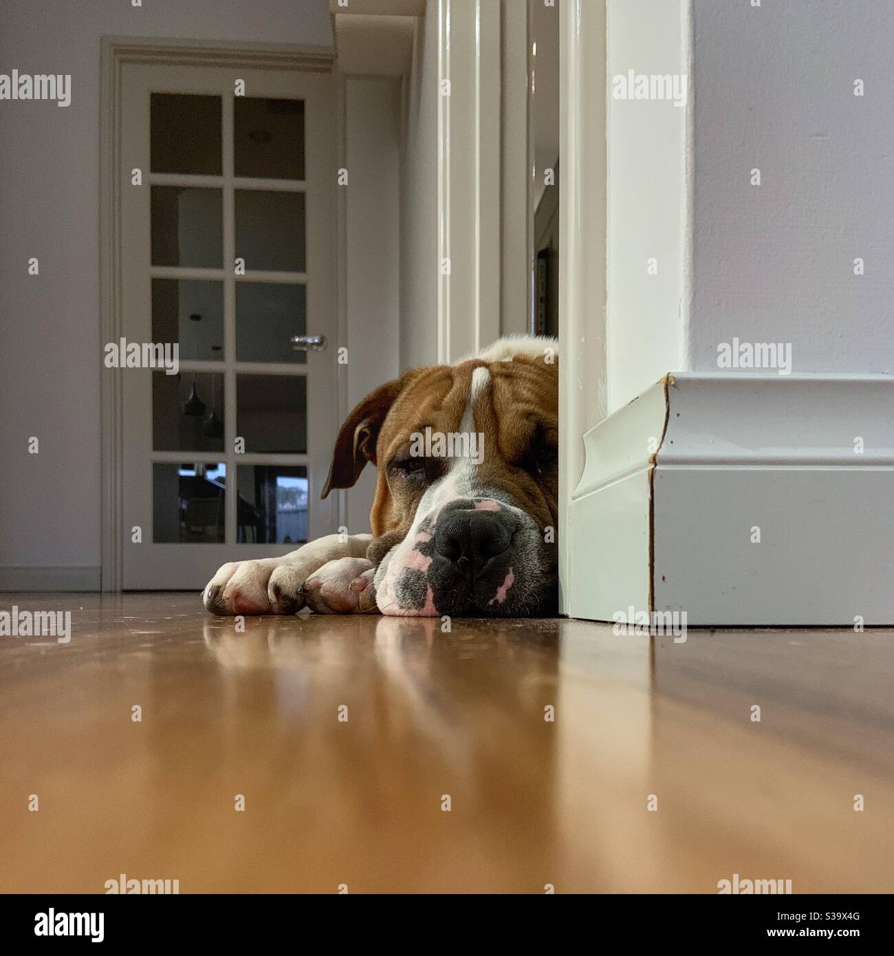 Sad Dog in Doorway - Smartphone Captured Stock Image