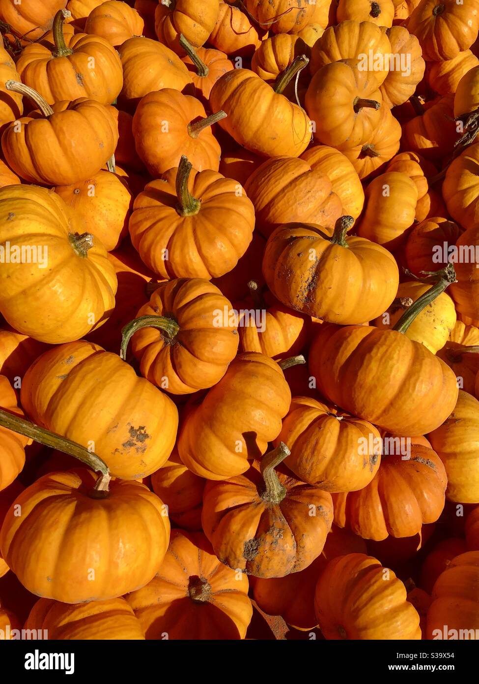 Mini pumpkins in the sun Stock Photo