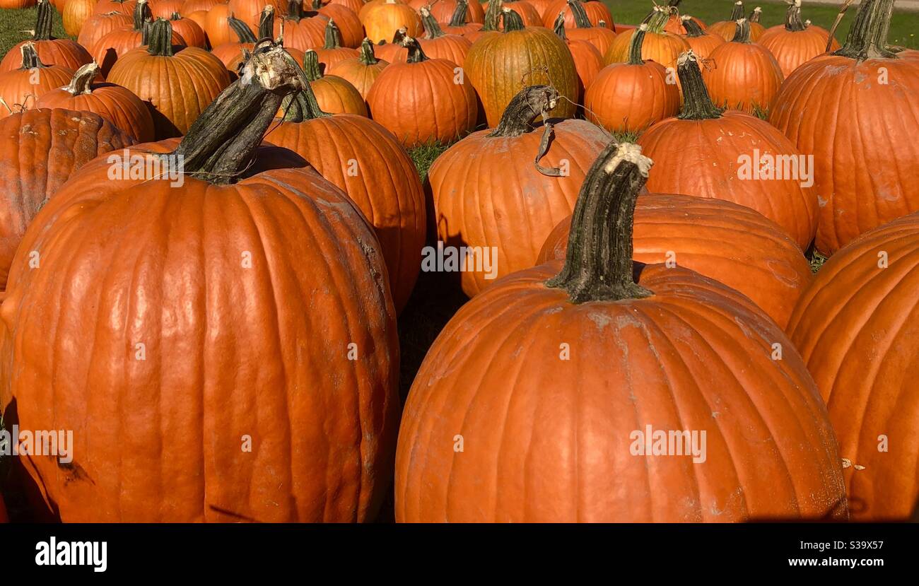 Pumpkin patch - Smartphone Captured Stock Image
