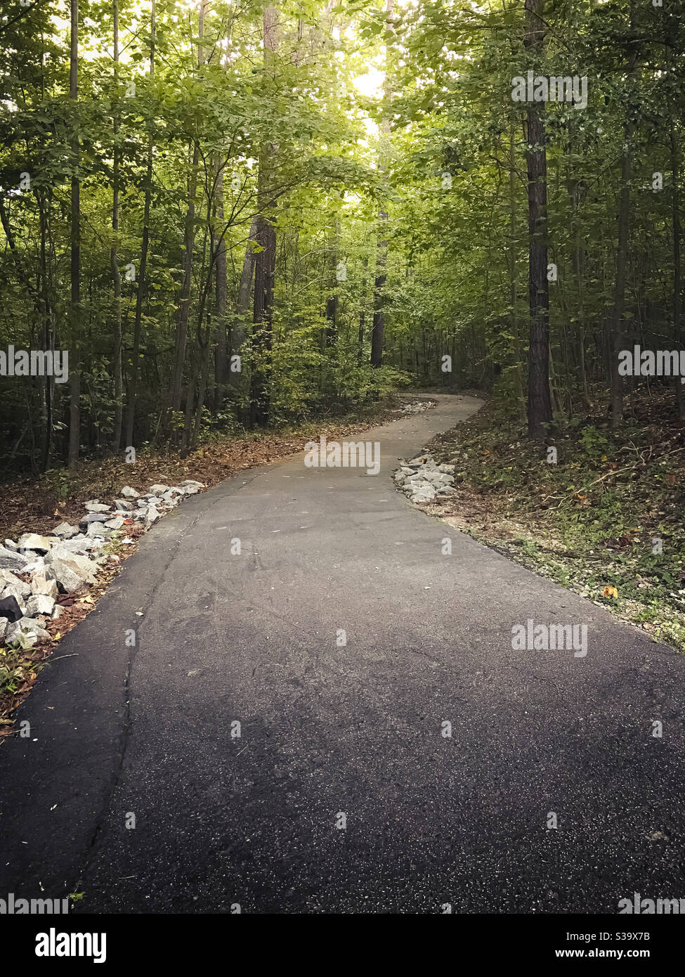Curved paved path amidst trees Stock Photo