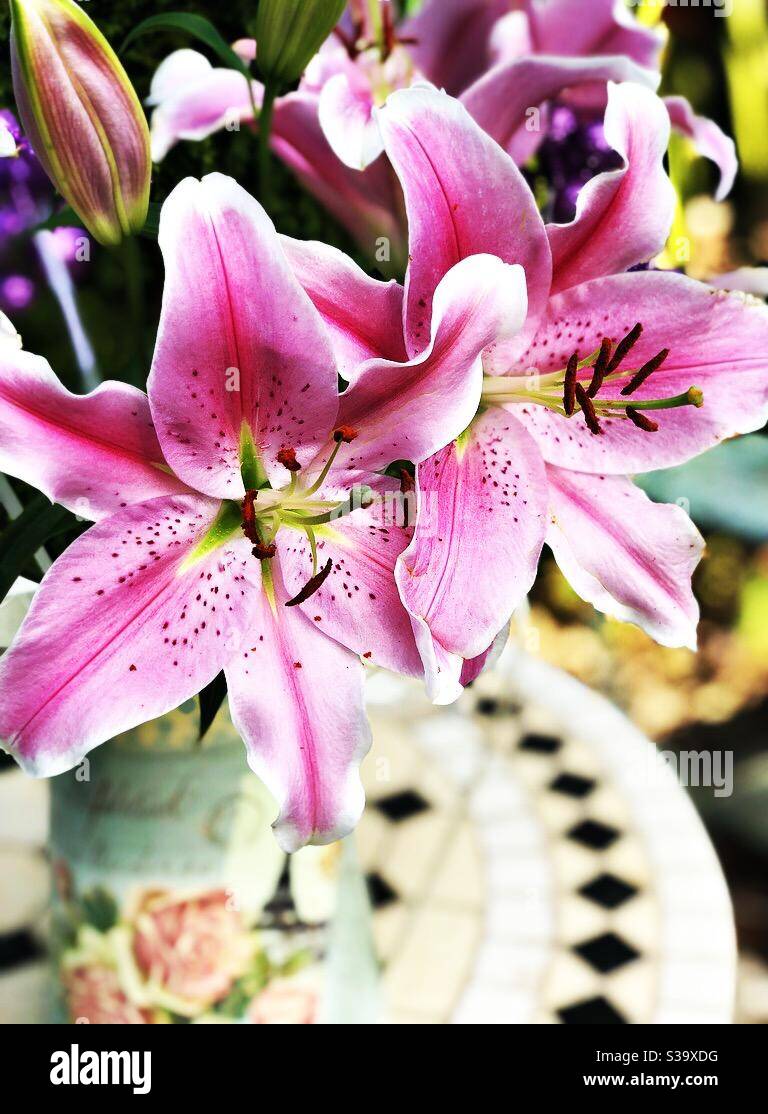 Bright pink lilies in vase on table with black and white mosaic tiles. Stock Photo