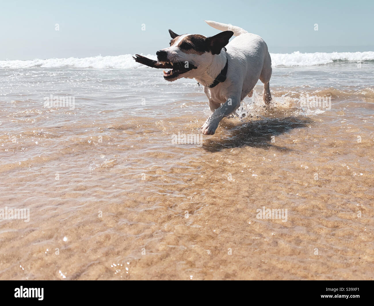 Dog with stick in mouth running in water on a sandy sunny beach. - Smartphone Captured Stock Image