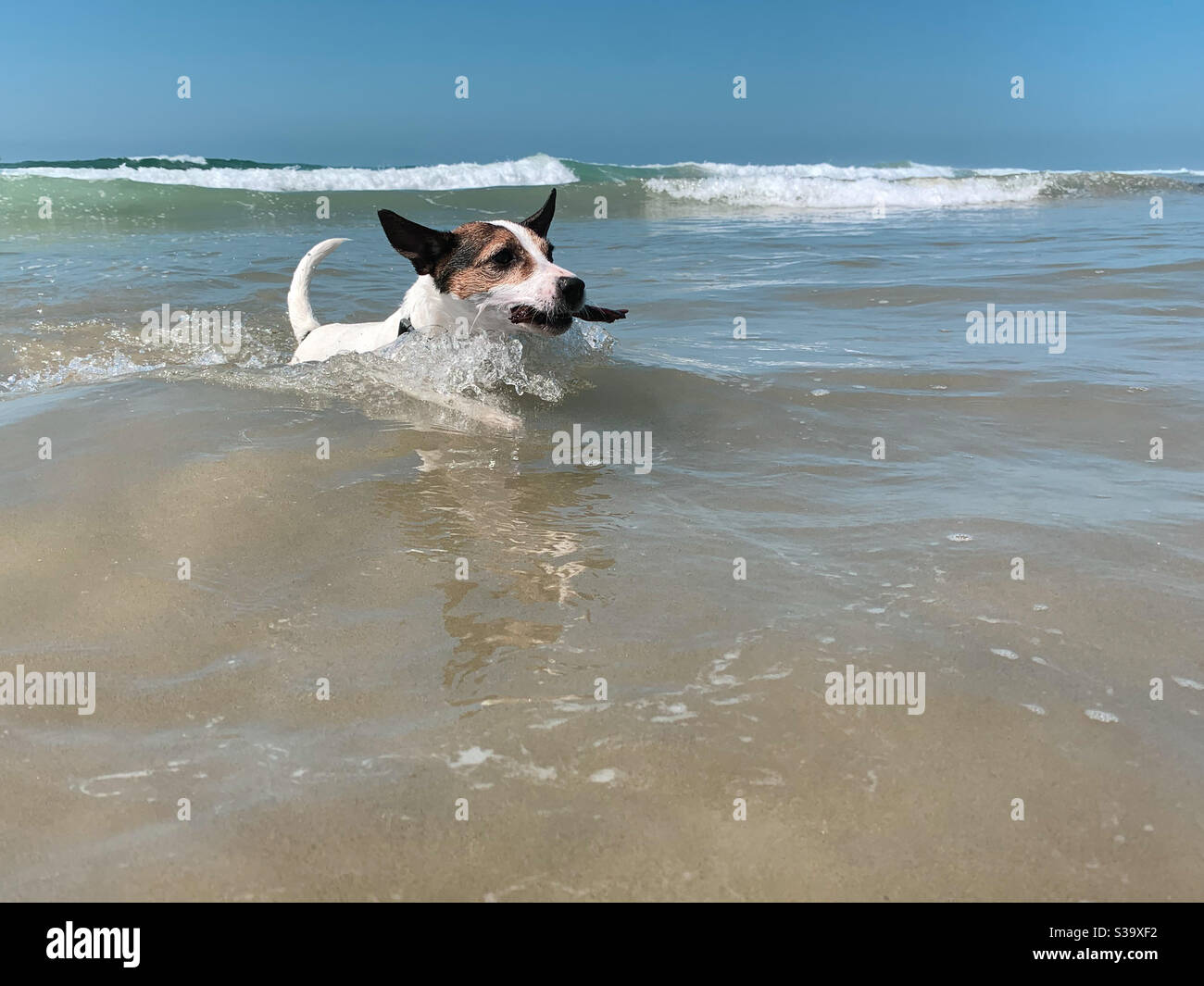 Dog moving through waves while fetching a stick on a sunny day at Hunting Beach in Southern California. - Smartphone Captured Stock Image