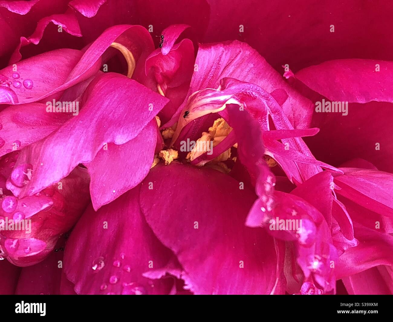 Dark yellow center hires stock photography and images Alamy