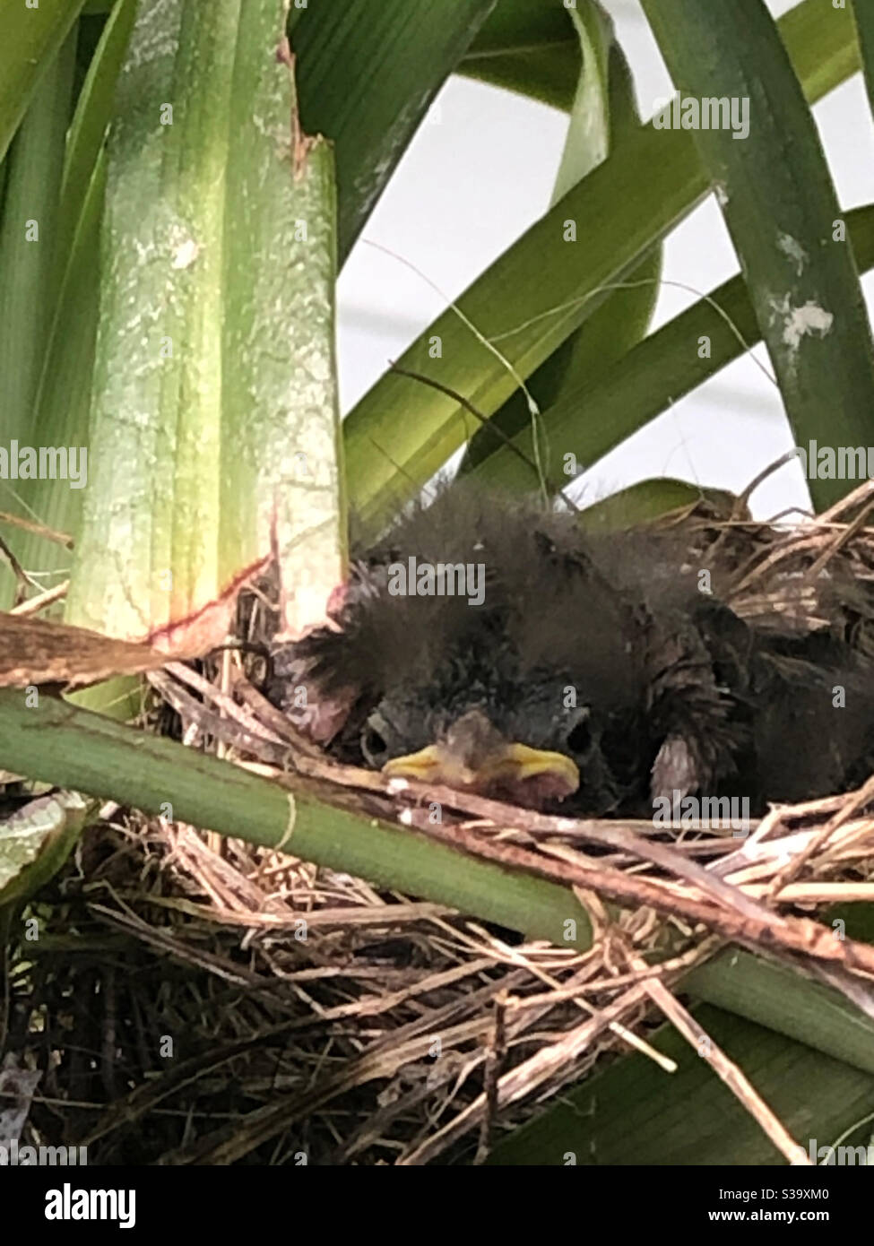 Baby bird, resting, eyes open, nest, natural materials, nature, greenery, closeup Stock Photo