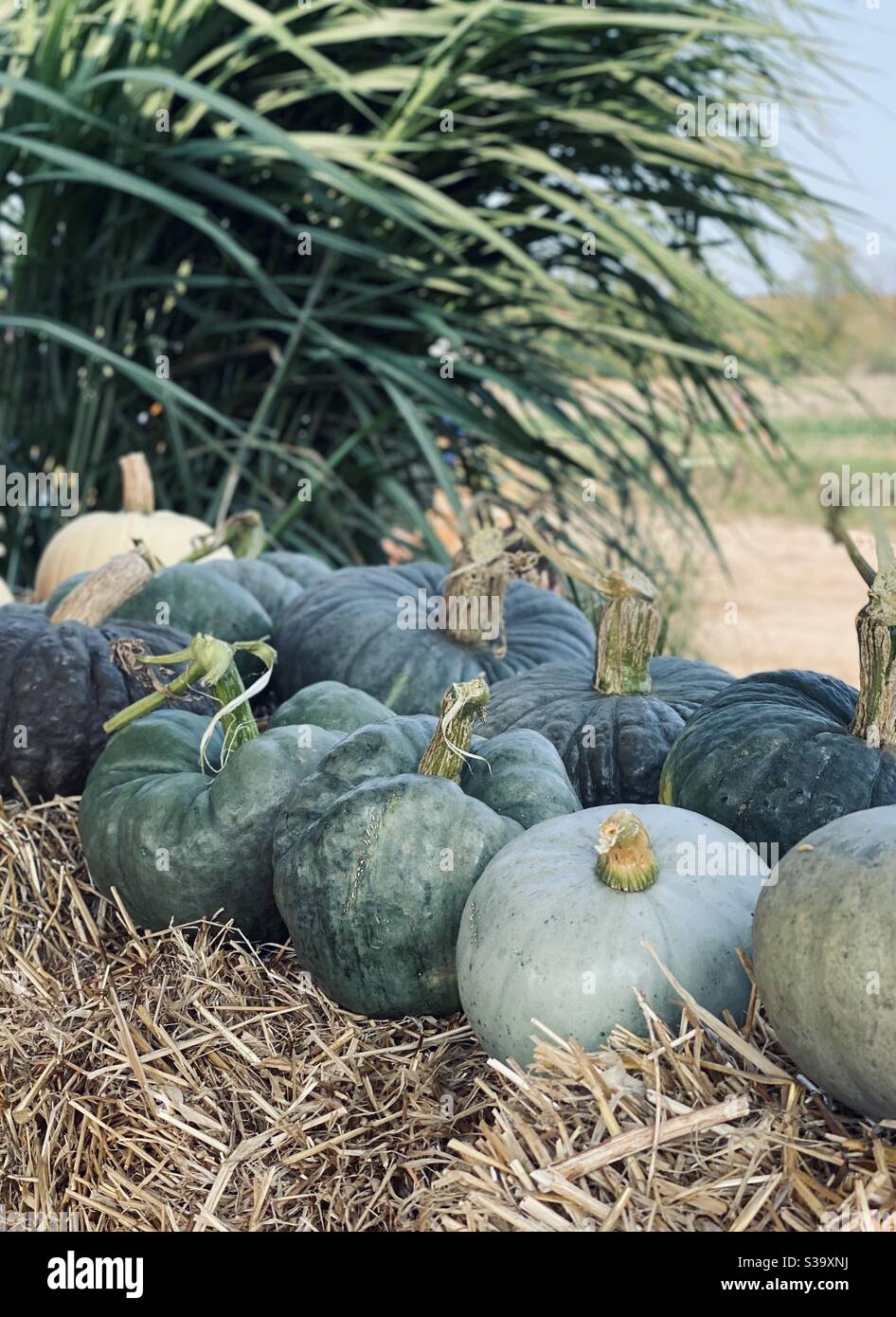 Pumpkin farm Stock Photo