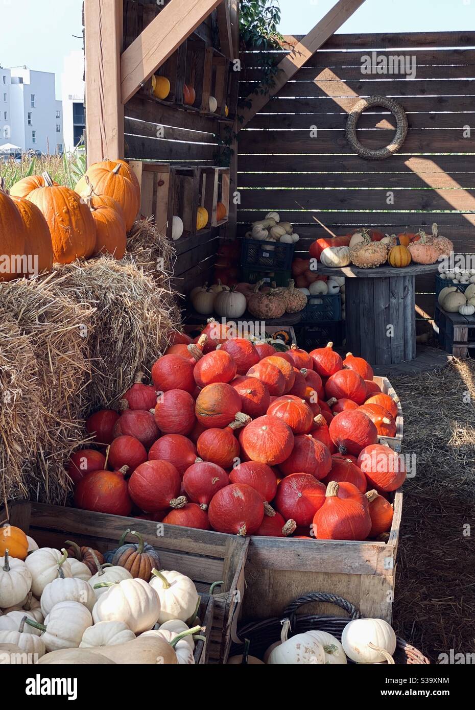 Pumpkin farm Stock Photo