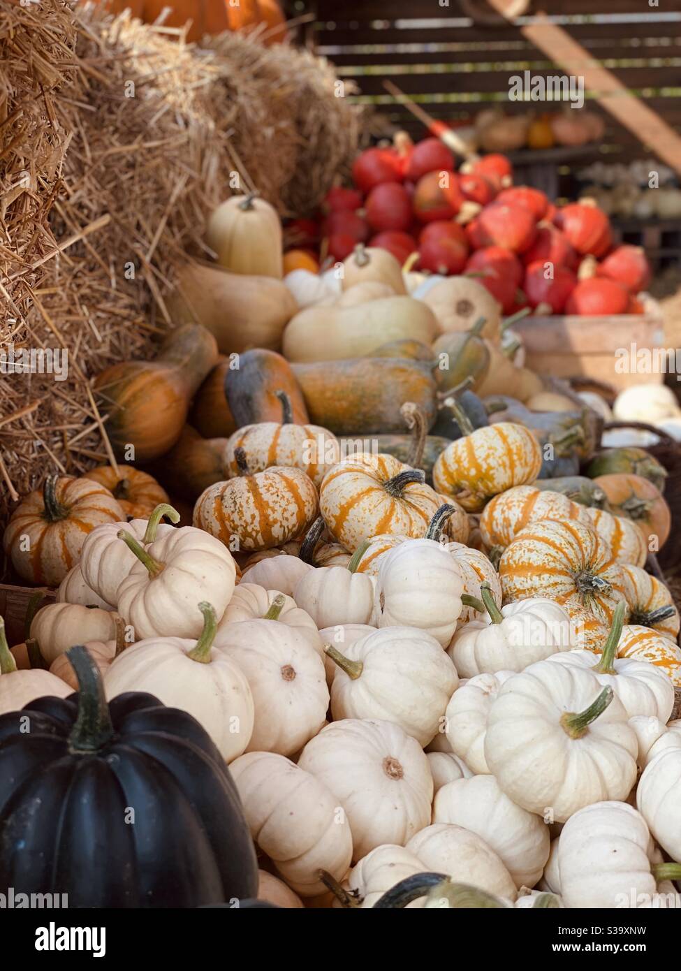 Pumpkin farm Stock Photo