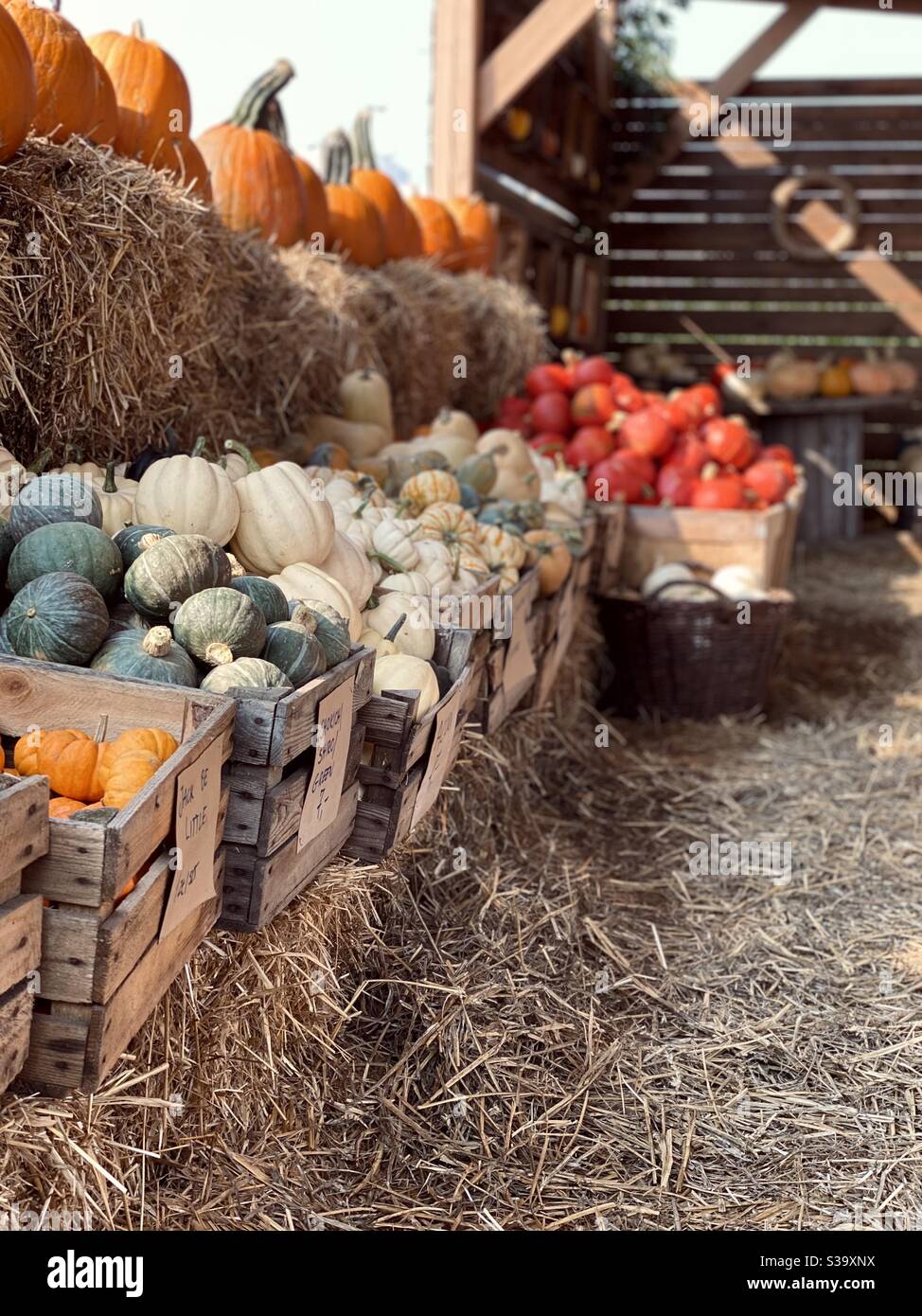 Pumpkin farm Stock Photo