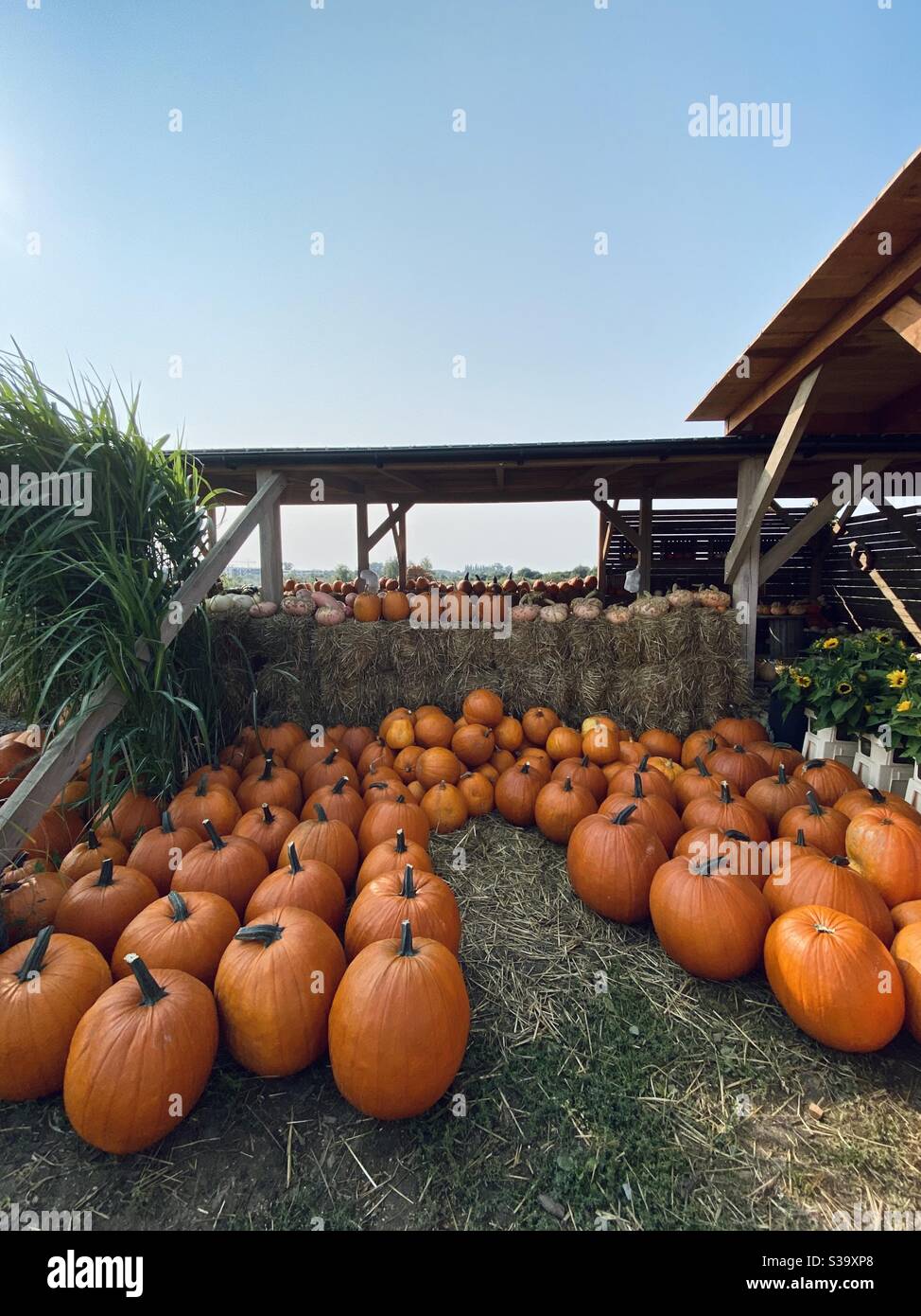 Pumpkin farm Stock Photo