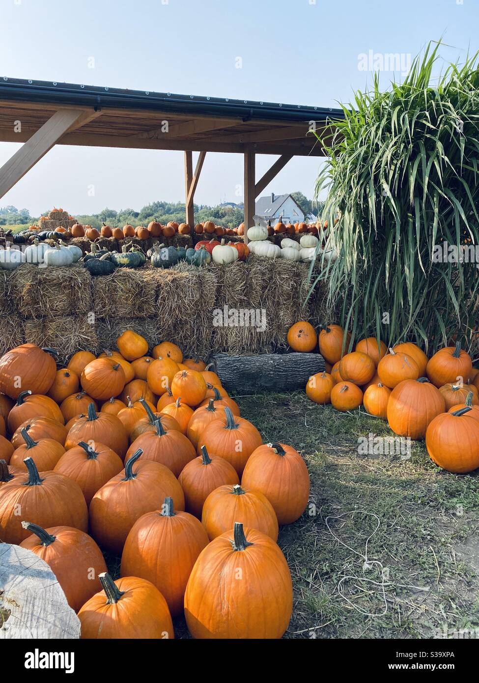 Pumpkin farm Stock Photo